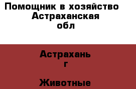 Помощник в хозяйство - Астраханская обл., Астрахань г. Животные и растения » Собаки   . Астраханская обл.
